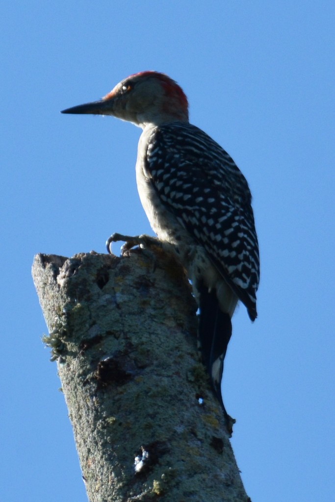 Red-bellied Woodpecker - John Whitehead
