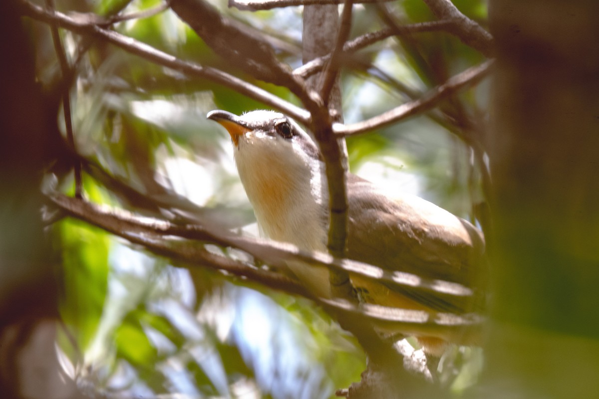 Mangrove Cuckoo - ML353395711