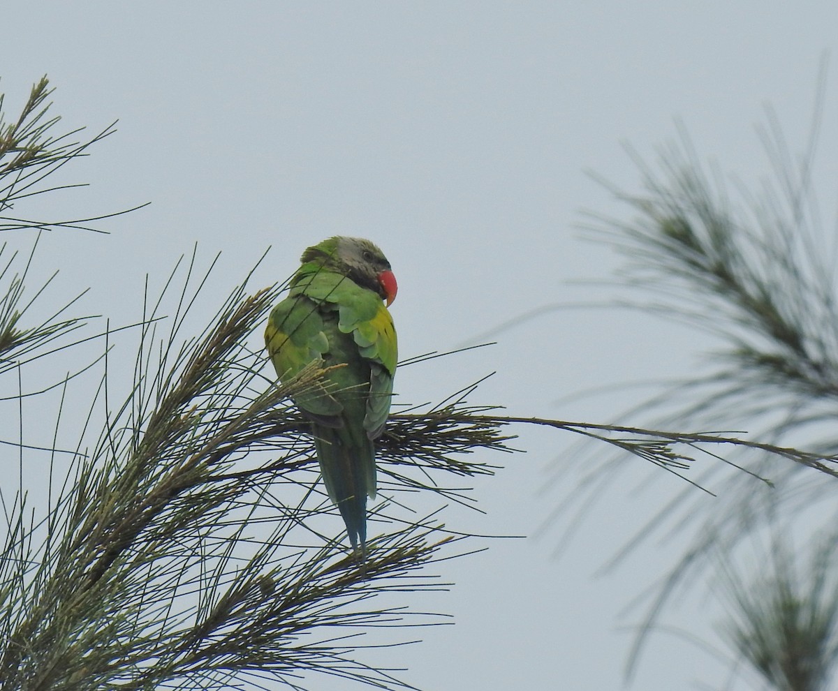 Red-breasted Parakeet - Vivek Chandran