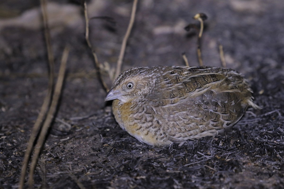 Red-chested Buttonquail - ML353401071