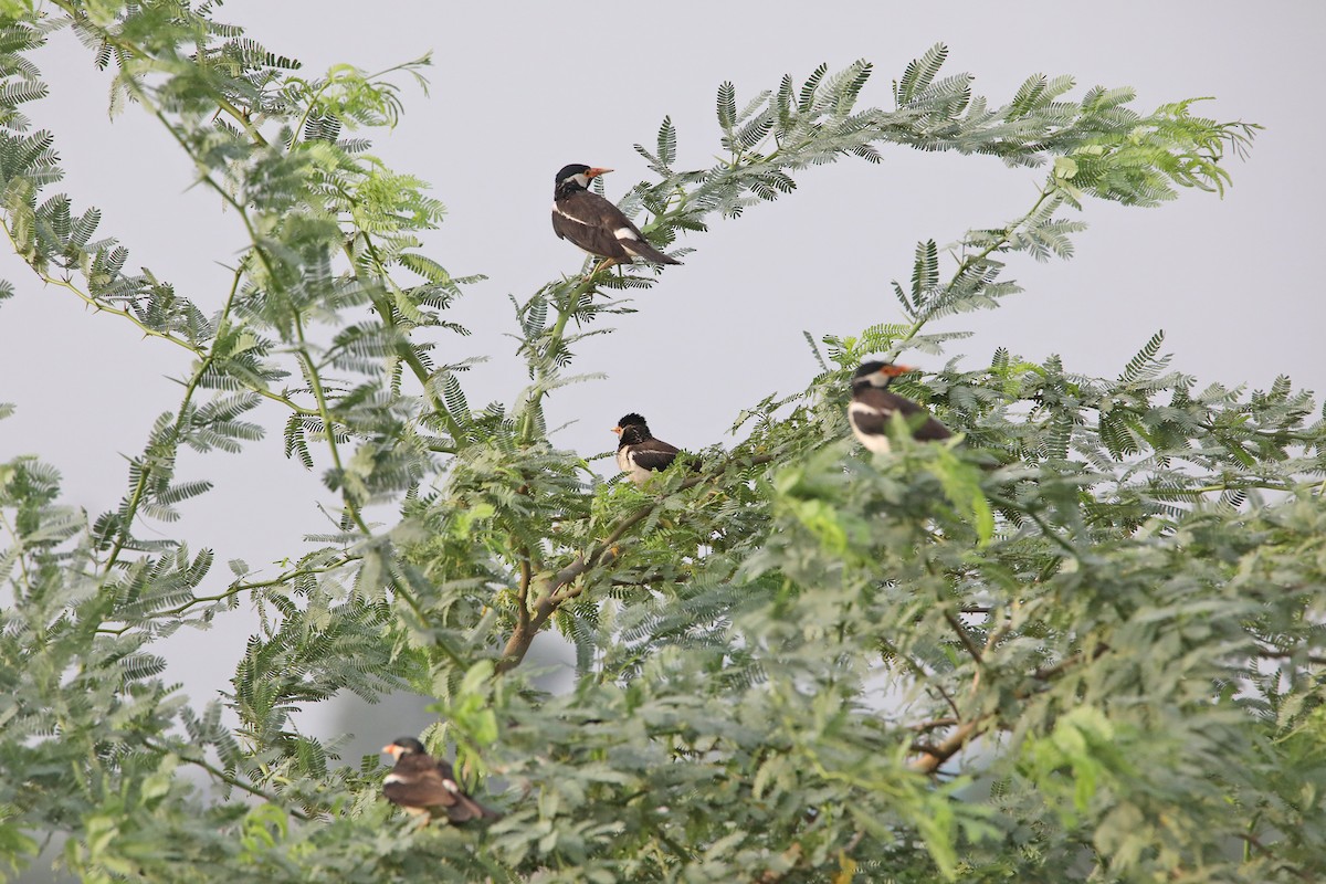 Indian Pied Starling - Nazes Afroz
