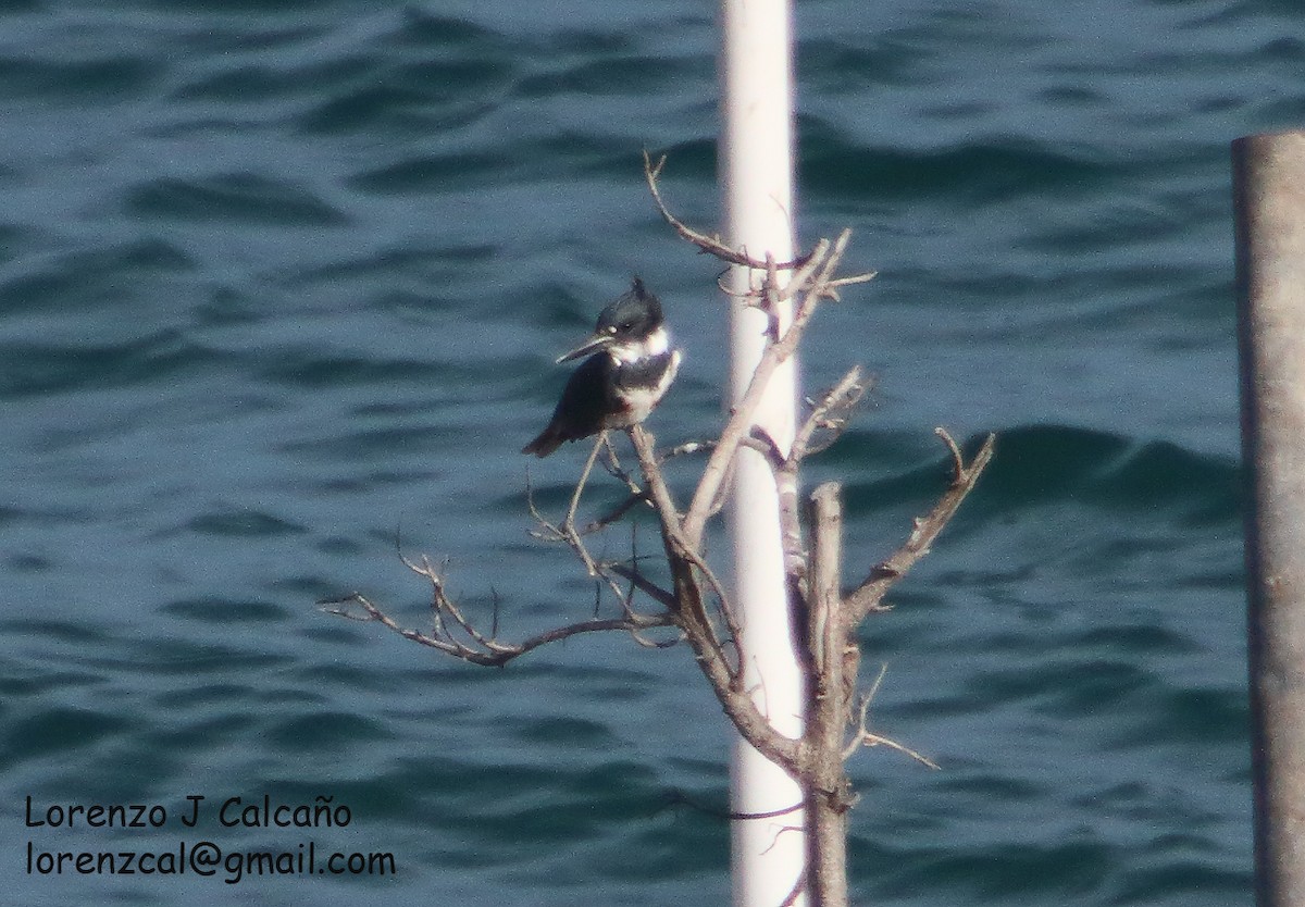 Belted Kingfisher - ML353405751