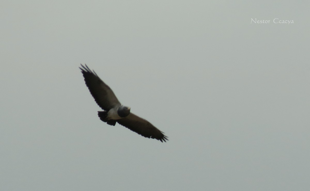 Black-chested Buzzard-Eagle - Nestor Ccacya Baca