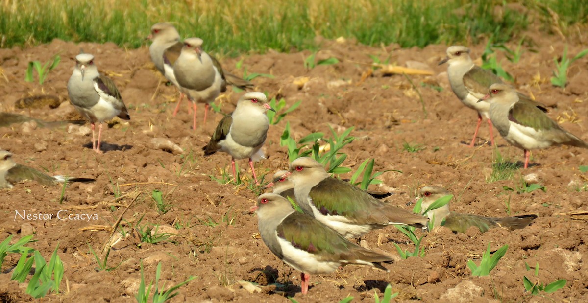Andean Lapwing - ML35340861
