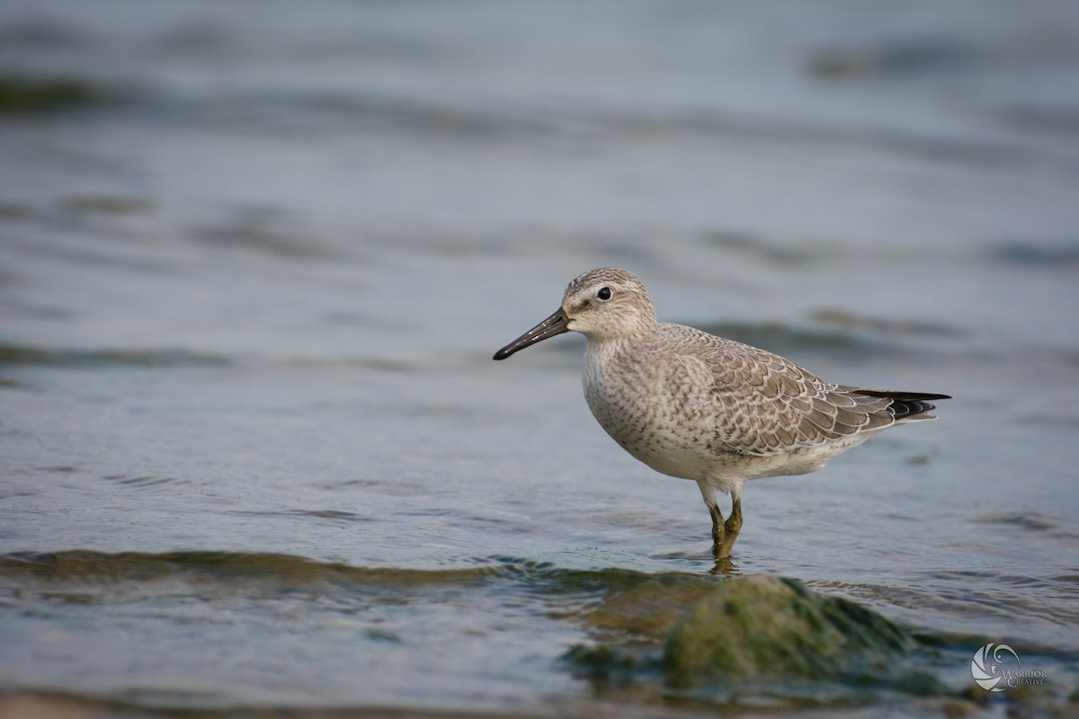 Red Knot - ML35340951