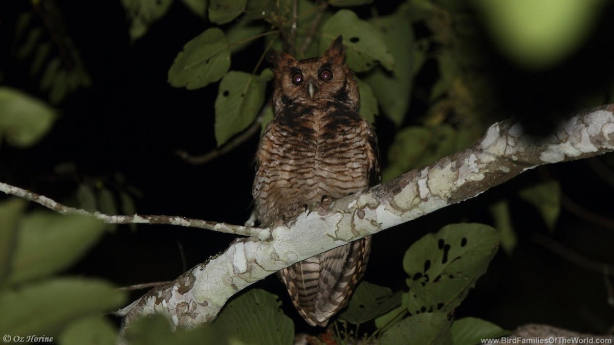 Fraser's Eagle-Owl (Usambara) - ML353409641