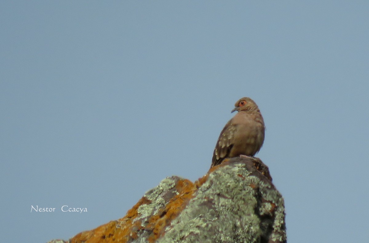 Bare-faced Ground Dove - Nestor Ccacya Baca