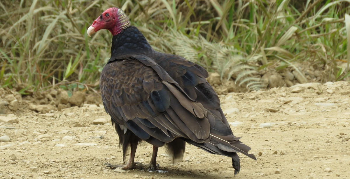 Turkey Vulture - ML35341571