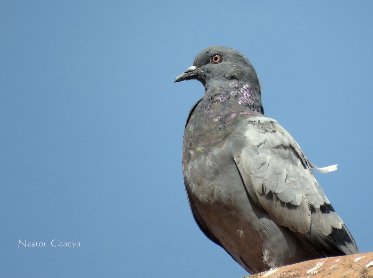 Rock Pigeon (Feral Pigeon) - Nestor Ccacya Baca