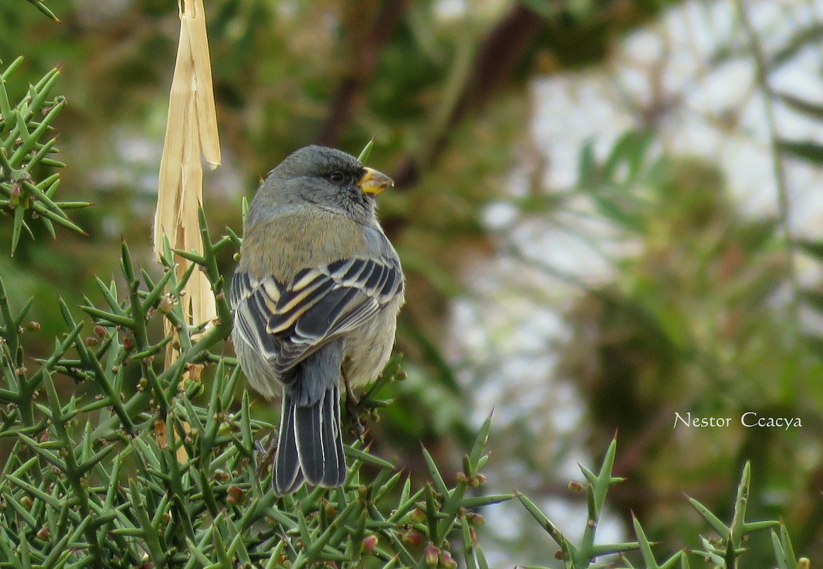 Band-tailed Seedeater - ML35341901