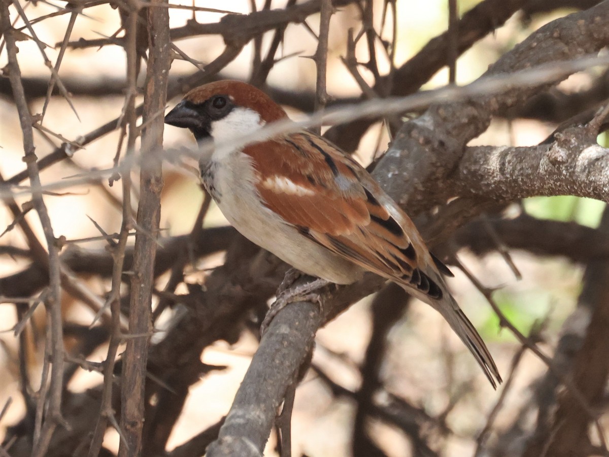 Somali Sparrow - Gottlieb Dandliker