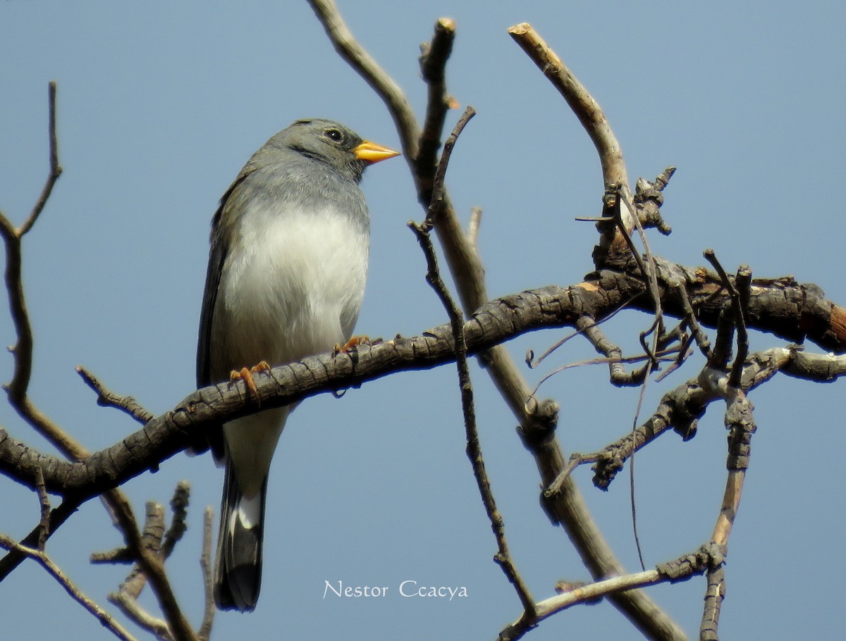 Band-tailed Sierra Finch - Nestor Ccacya Baca