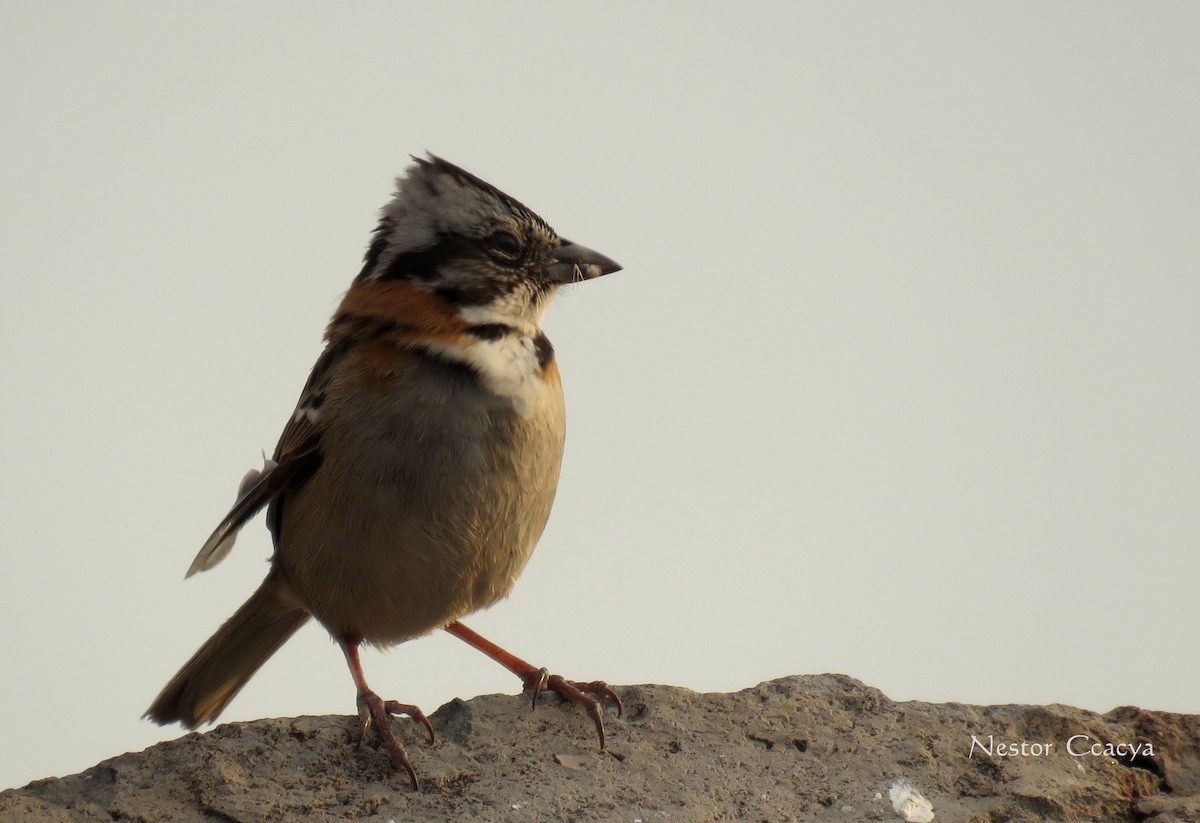 Rufous-collared Sparrow - Nestor Ccacya Baca