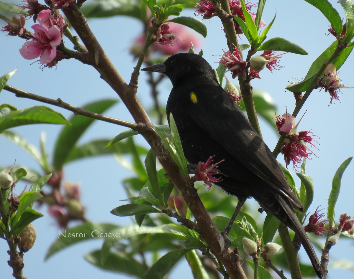 Yellow-winged Blackbird - Nestor Ccacya Baca