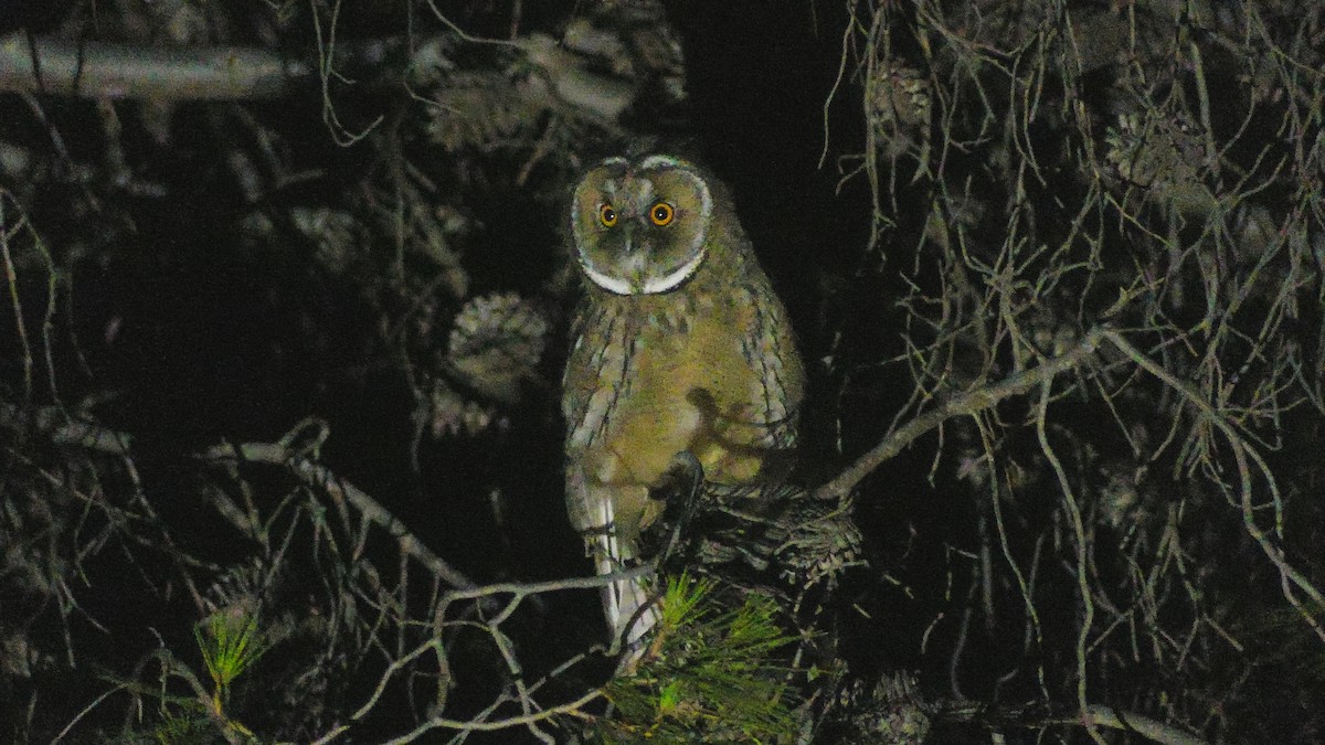 Long-eared Owl - Lorenzo Cocco