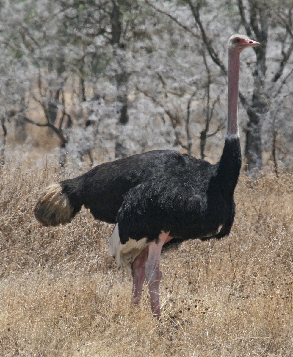 Common Ostrich - Jordan Roderick