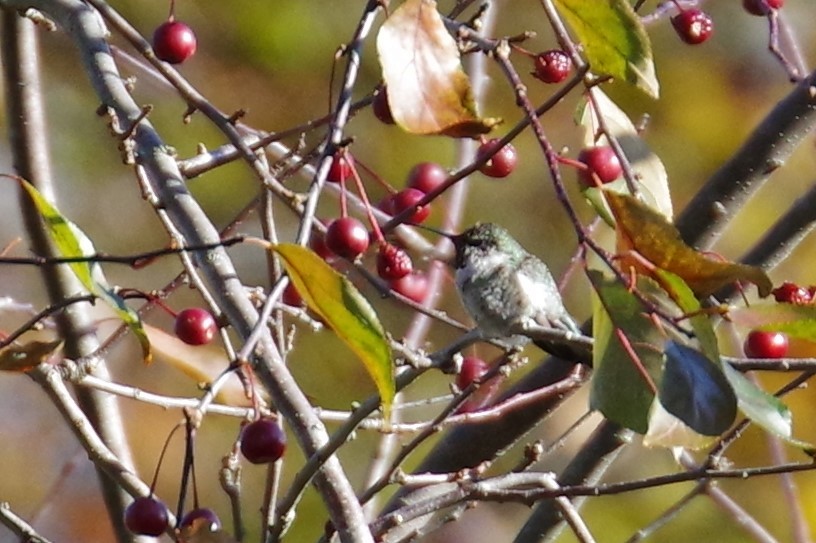 Anna's Hummingbird - ML353428591