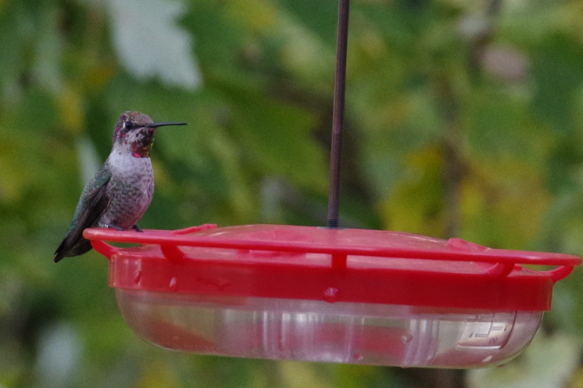 Anna's Hummingbird - ML353428601