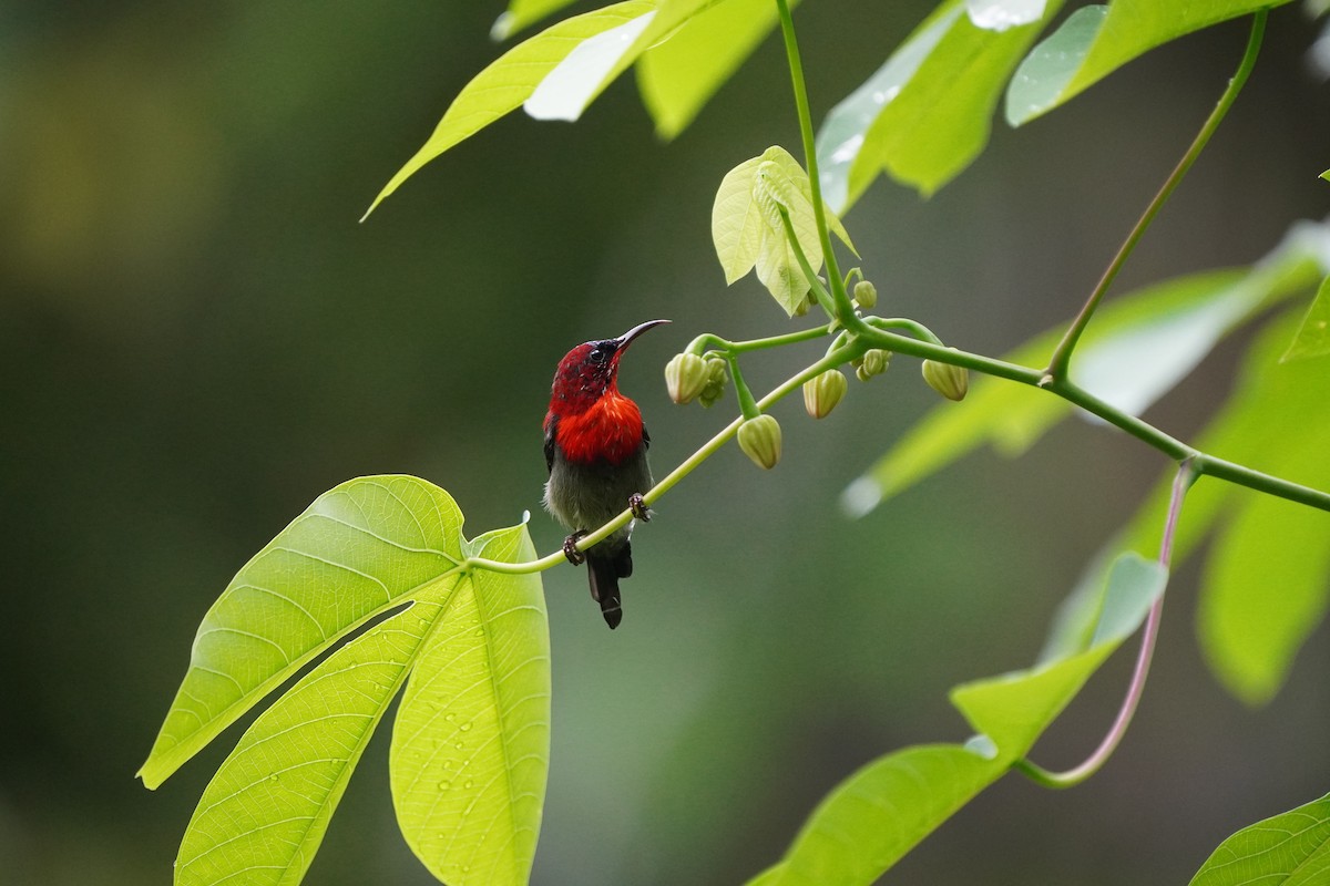 Crimson Sunbird - Lu kiat
