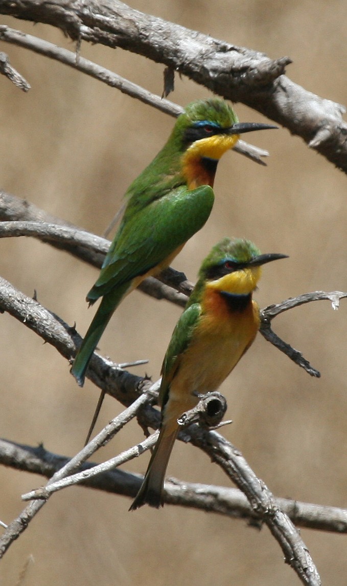 Little Bee-eater - Jordan Roderick