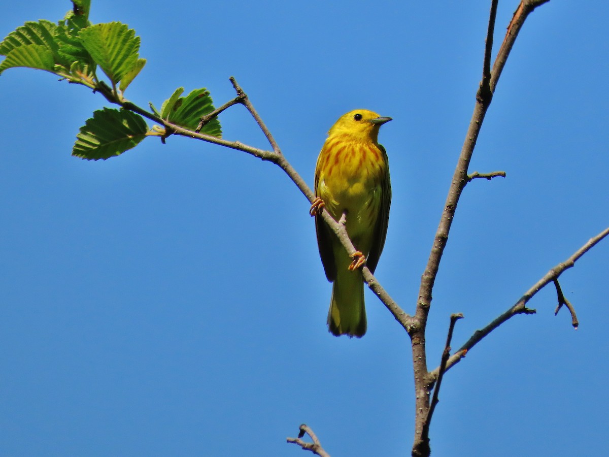 Yellow Warbler - ML353432811