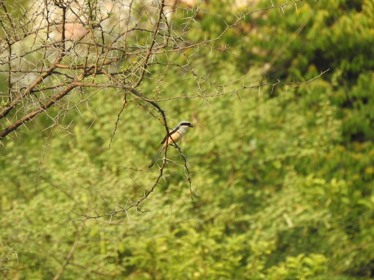 Long-tailed Shrike - ML353438871
