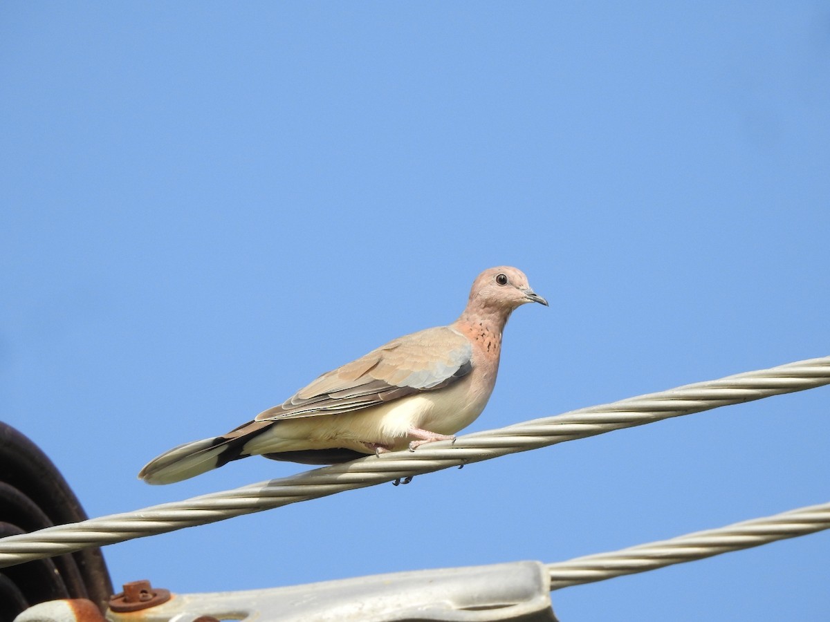 Laughing Dove - ML353439061