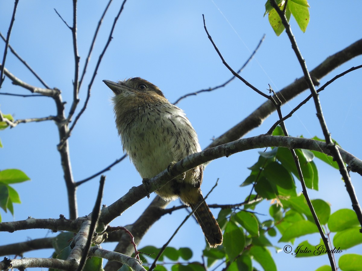 Western Striolated-Puffbird - ML353439481