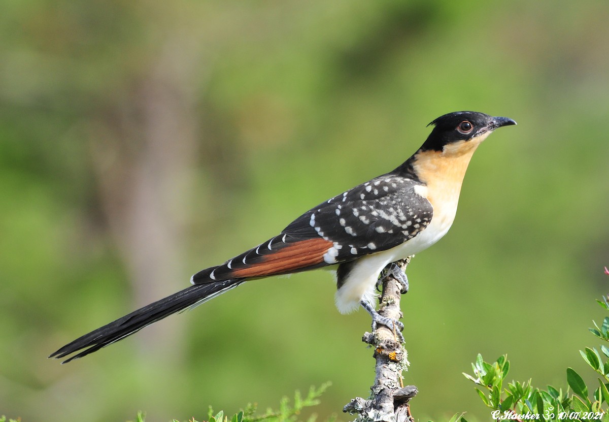 Great Spotted Cuckoo - ML353444051