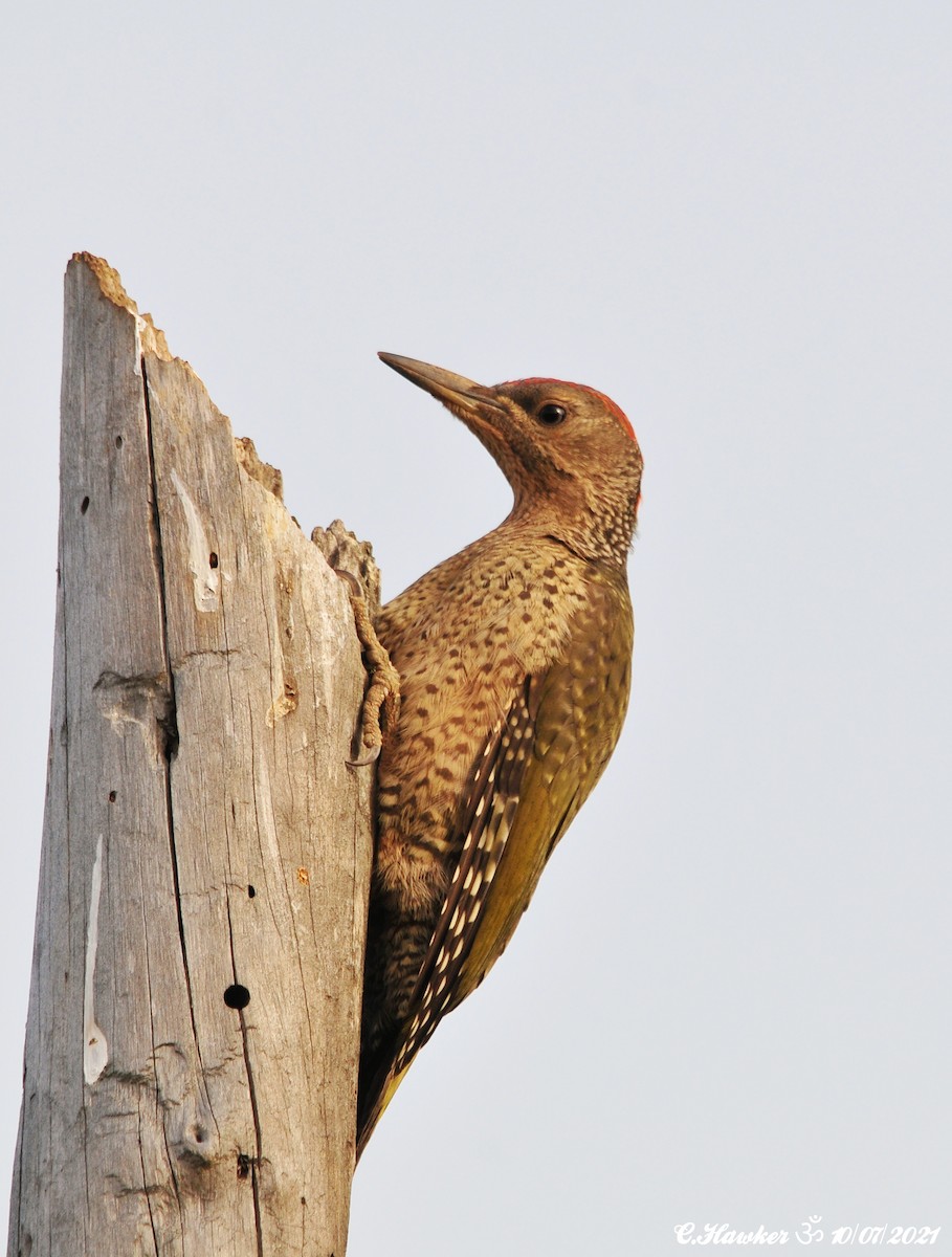 Iberian Green Woodpecker - ML353444101