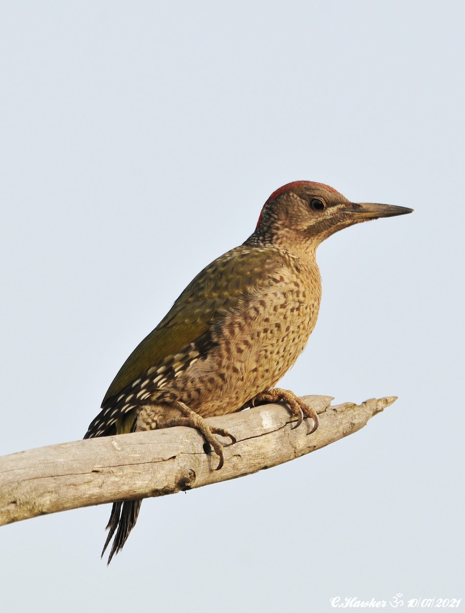 Iberian Green Woodpecker - ML353444131