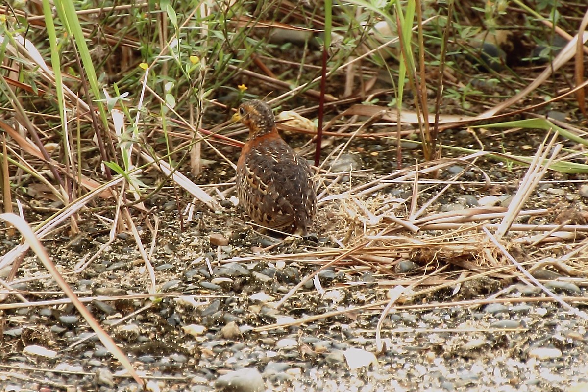 Red-backed Buttonquail - ML353447461