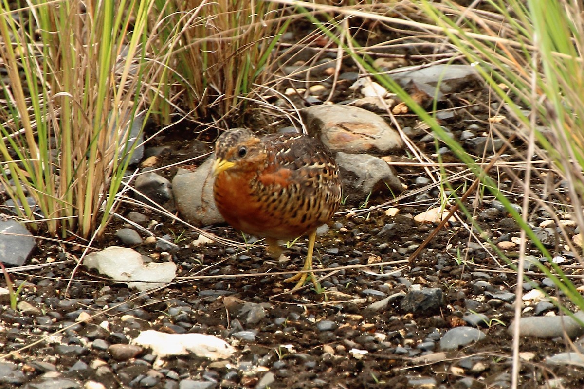 Red-backed Buttonquail - ML353447491