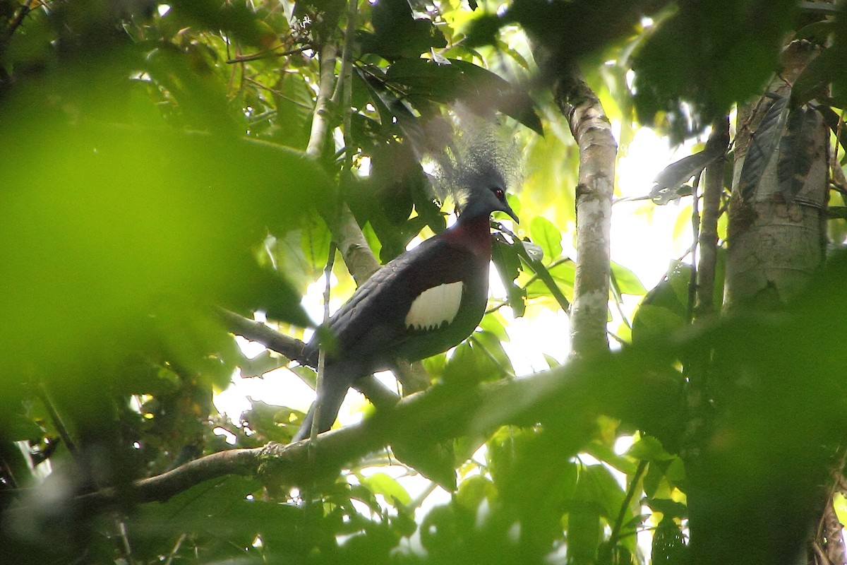 Sclater's Crowned-Pigeon - ML353448431