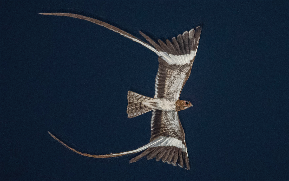 Pennant-winged Nightjar - Juan van den Heever