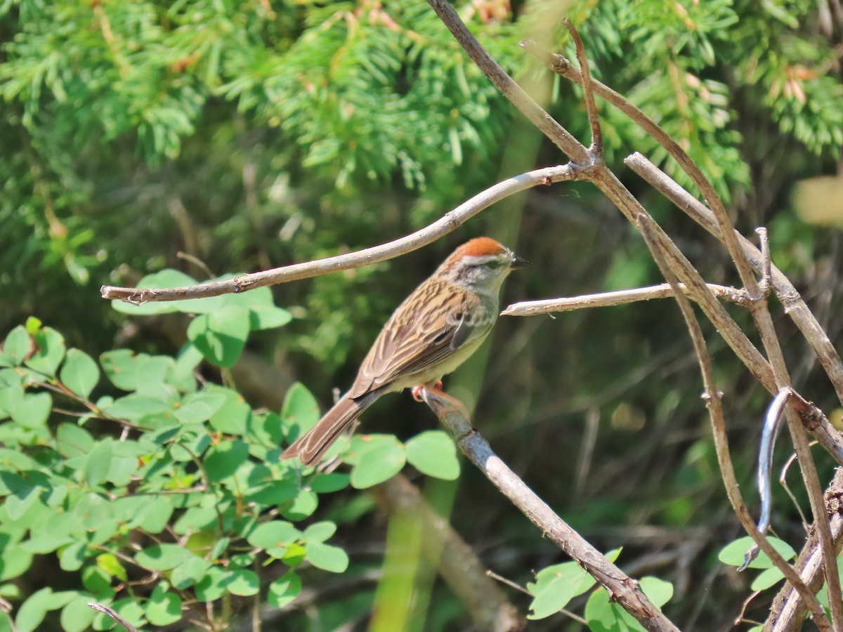 Chipping Sparrow - ML353454331