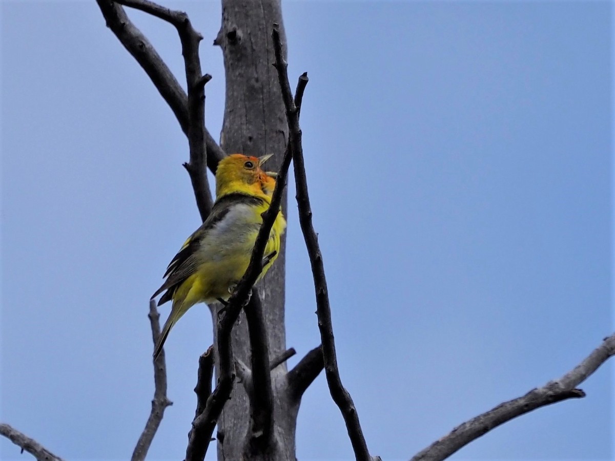 Western Tanager - Kirk LaGory