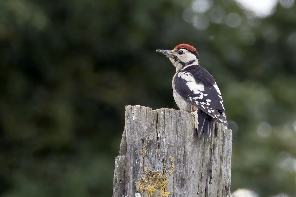 Great Spotted Woodpecker - ML353461401