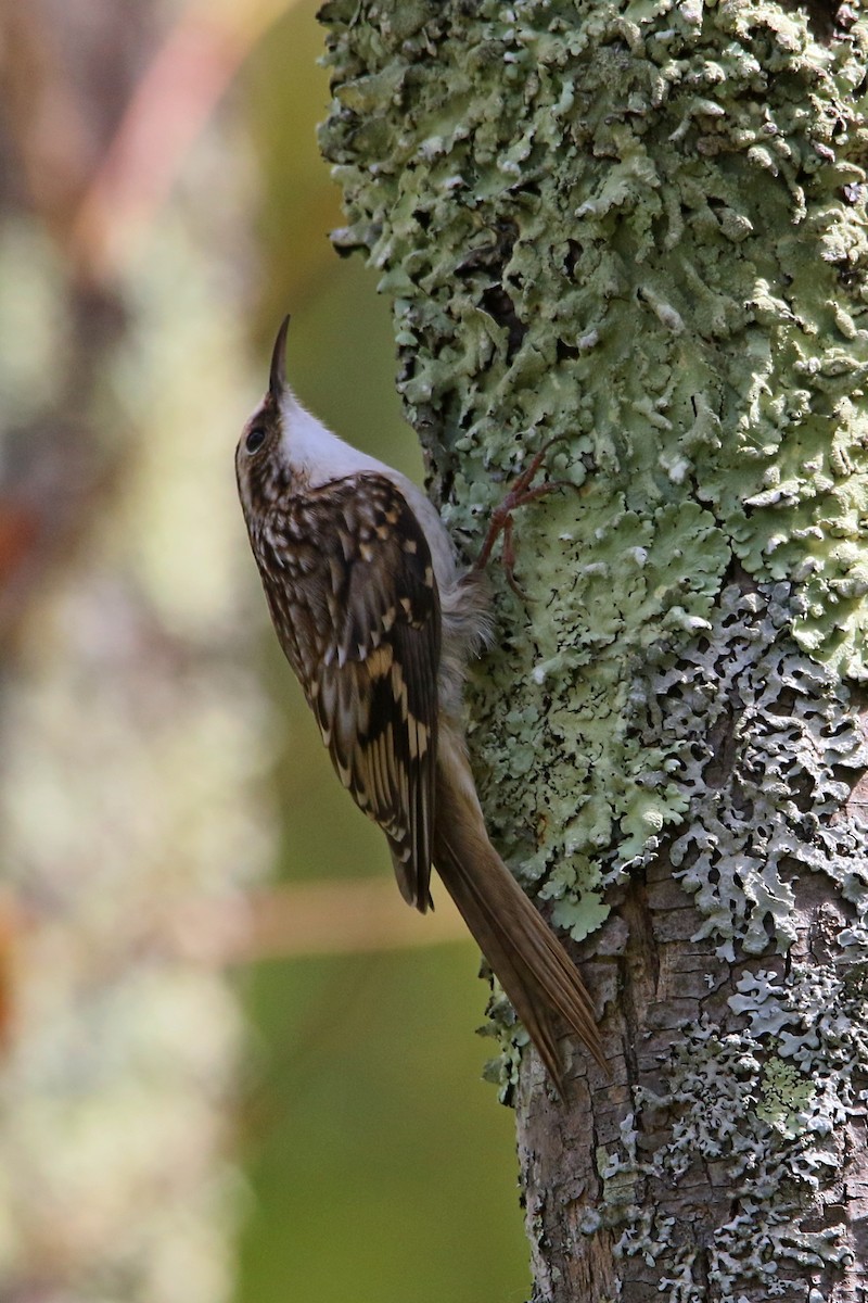 Brown Creeper - Russ Smiley