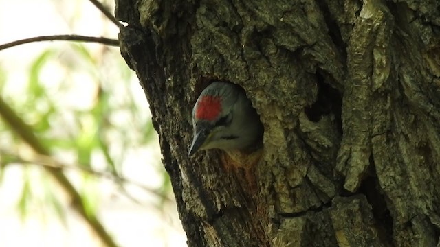 Gray-headed Woodpecker - ML353470971
