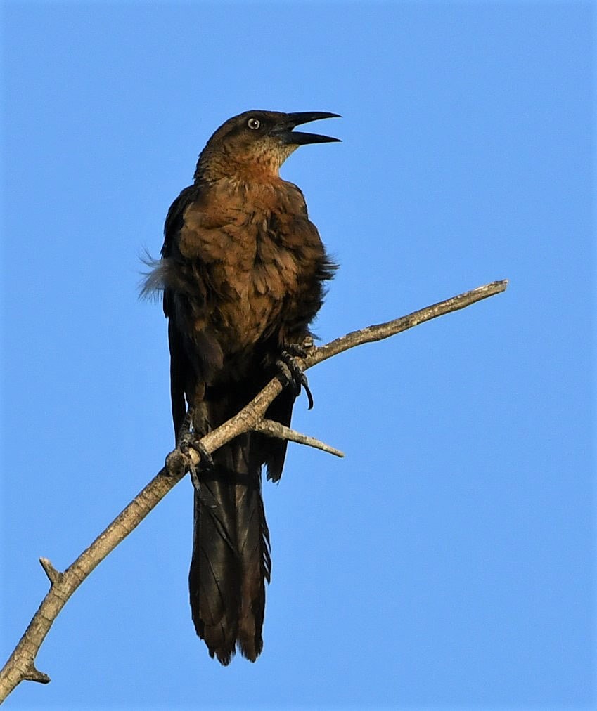Great-tailed Grackle - ML353474271
