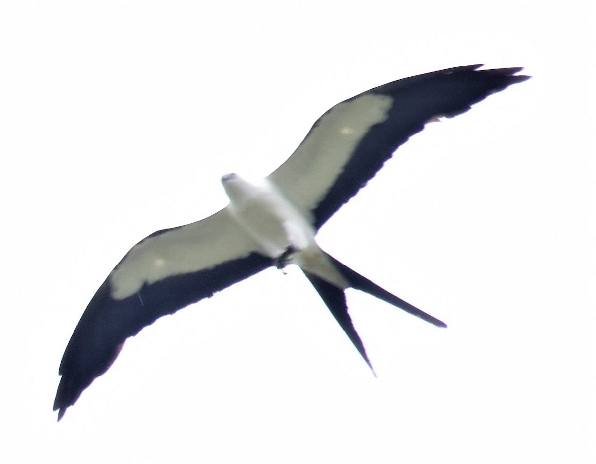 Swallow-tailed Kite - ML353475411