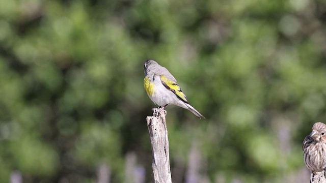 Lawrence's Goldfinch - ML353475541
