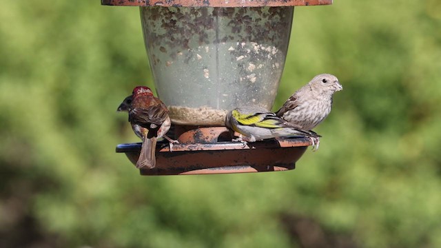 Lawrence's Goldfinch - ML353475971
