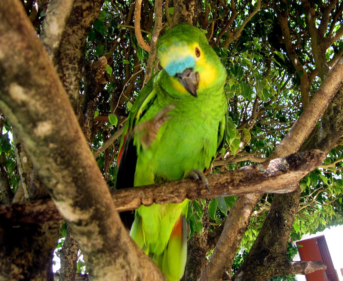 Turquoise-fronted Parrot - ML353477431