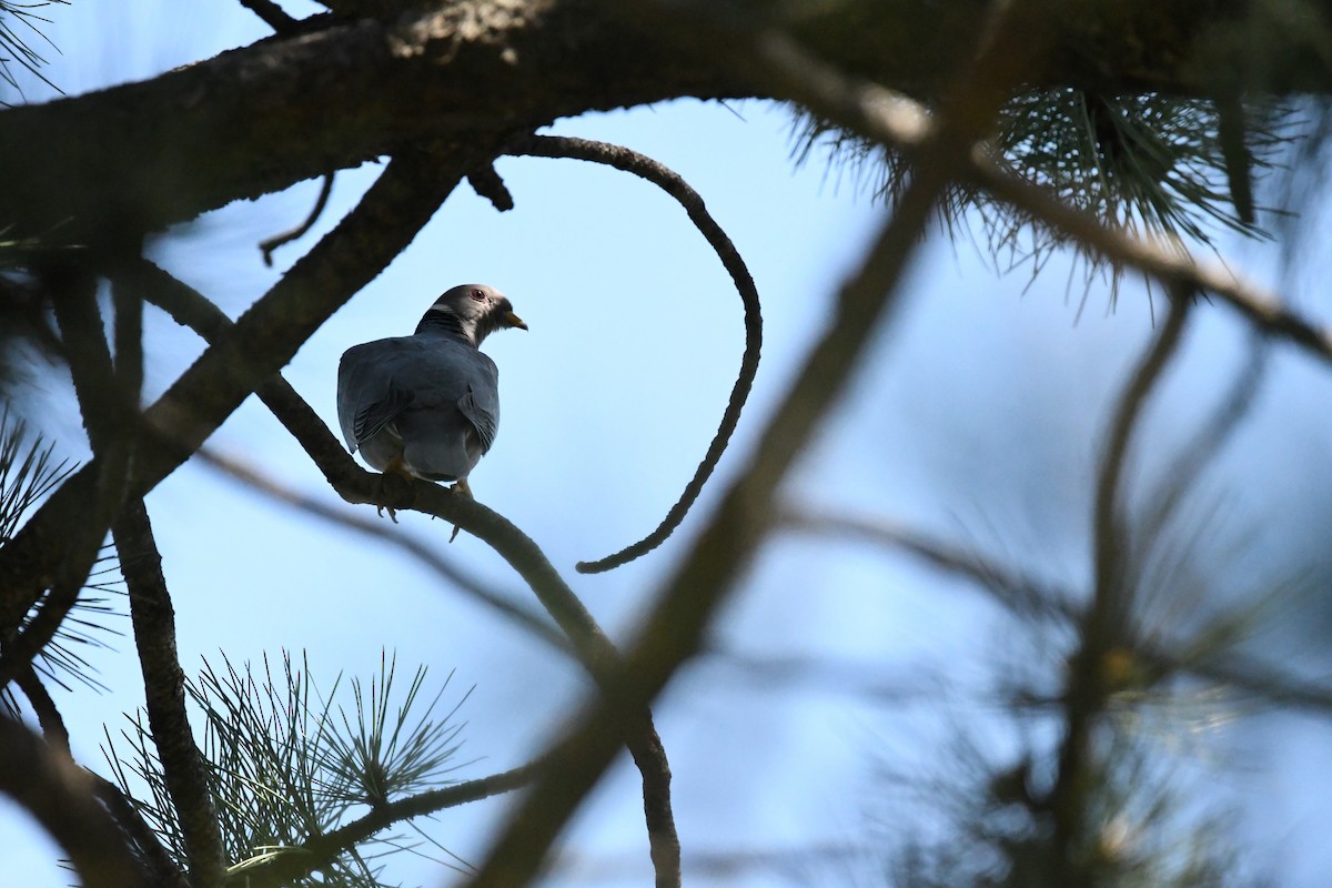 Band-tailed Pigeon - Kai Miller