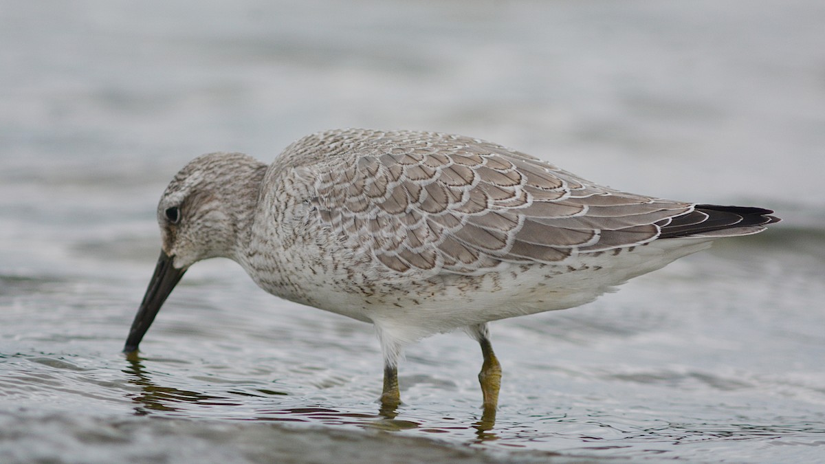 Red Knot - ML35348441