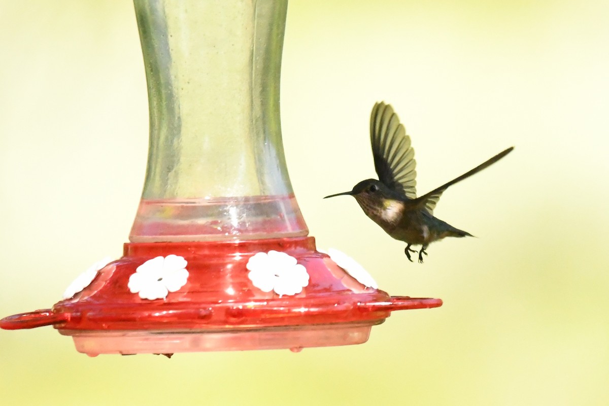 Broad-tailed Hummingbird - ML353484501