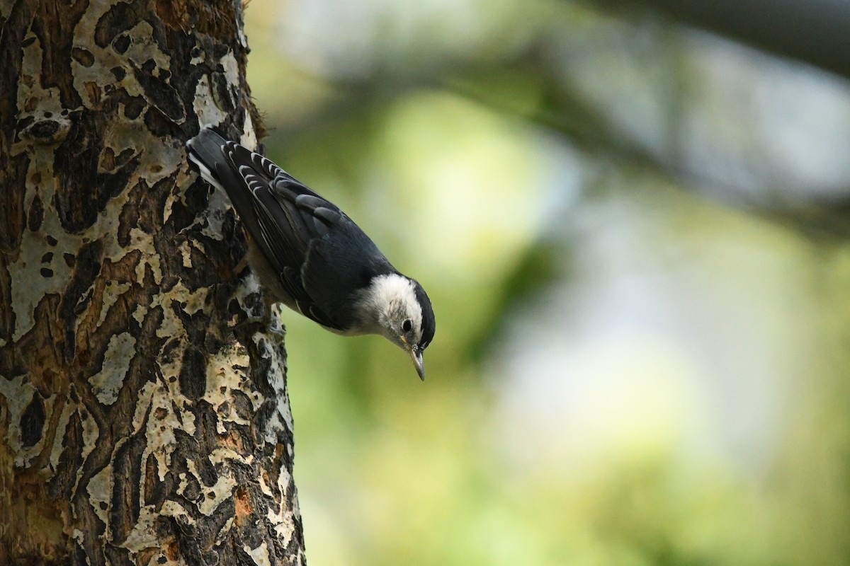 White-breasted Nuthatch - Kai Miller