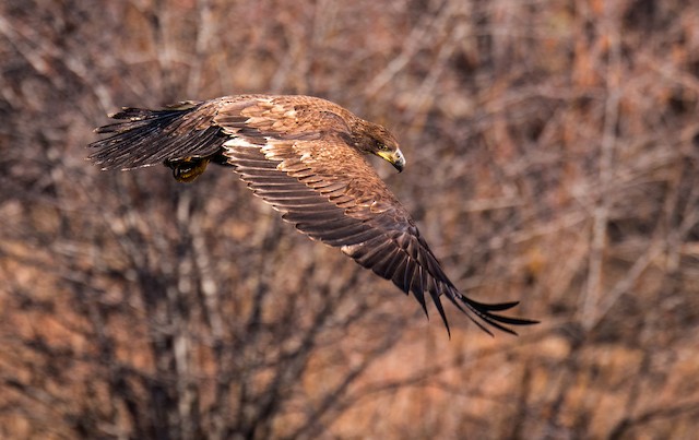 Juvenile&nbsp;dorsal view (subspecies <em>washingtoniensis</em>). - Bald Eagle - 